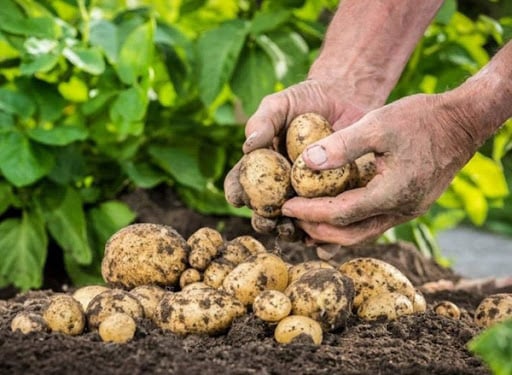 Как определить, что картошка созрела и ее можно копать?
