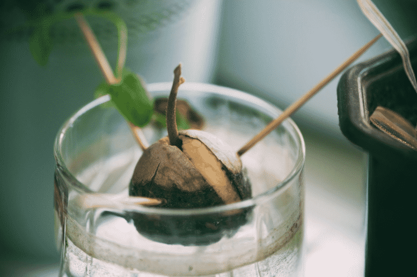Как прорастить косточку авокадо дома