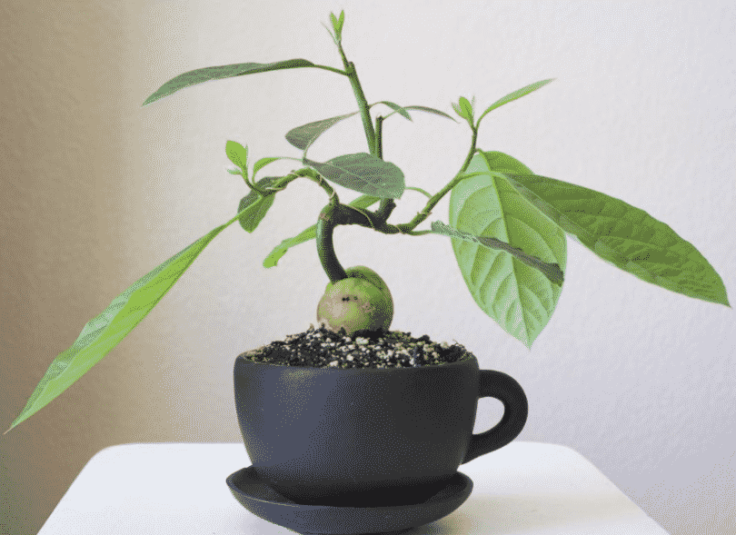 Авокадо вырастить из косточки в домашних условиях пошагово для начинающих с фото
