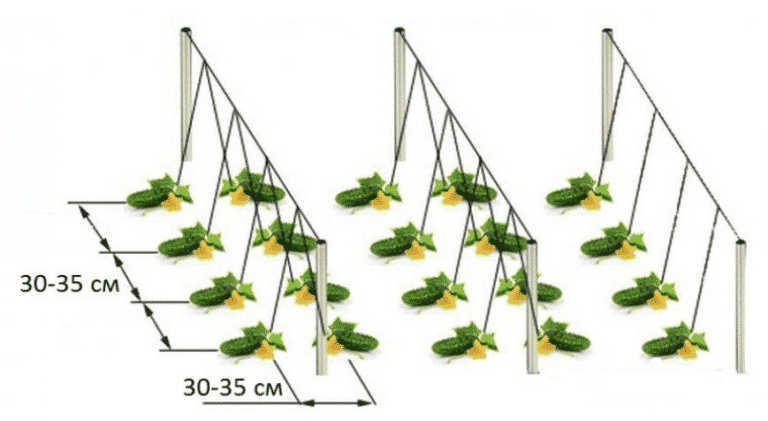 На каком расстоянии сажать огурцы в открытый грунт друг от друга семена схема