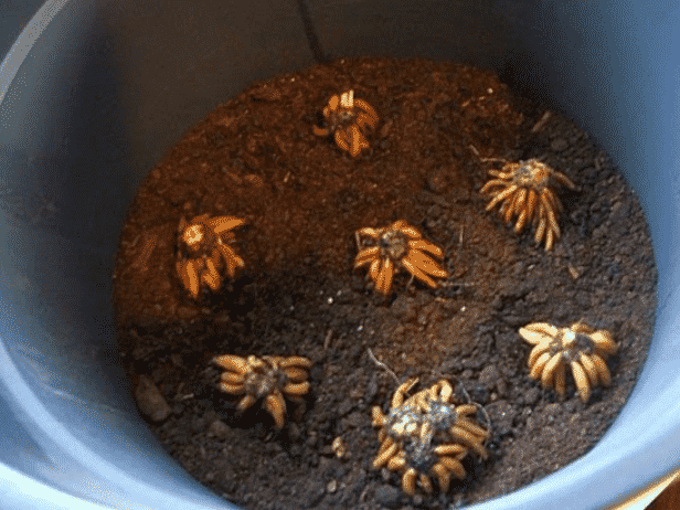 Как сажать ранункулюс клубнями весной