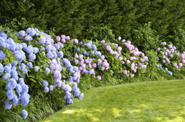 Пышное цветение гортензии весной и летом