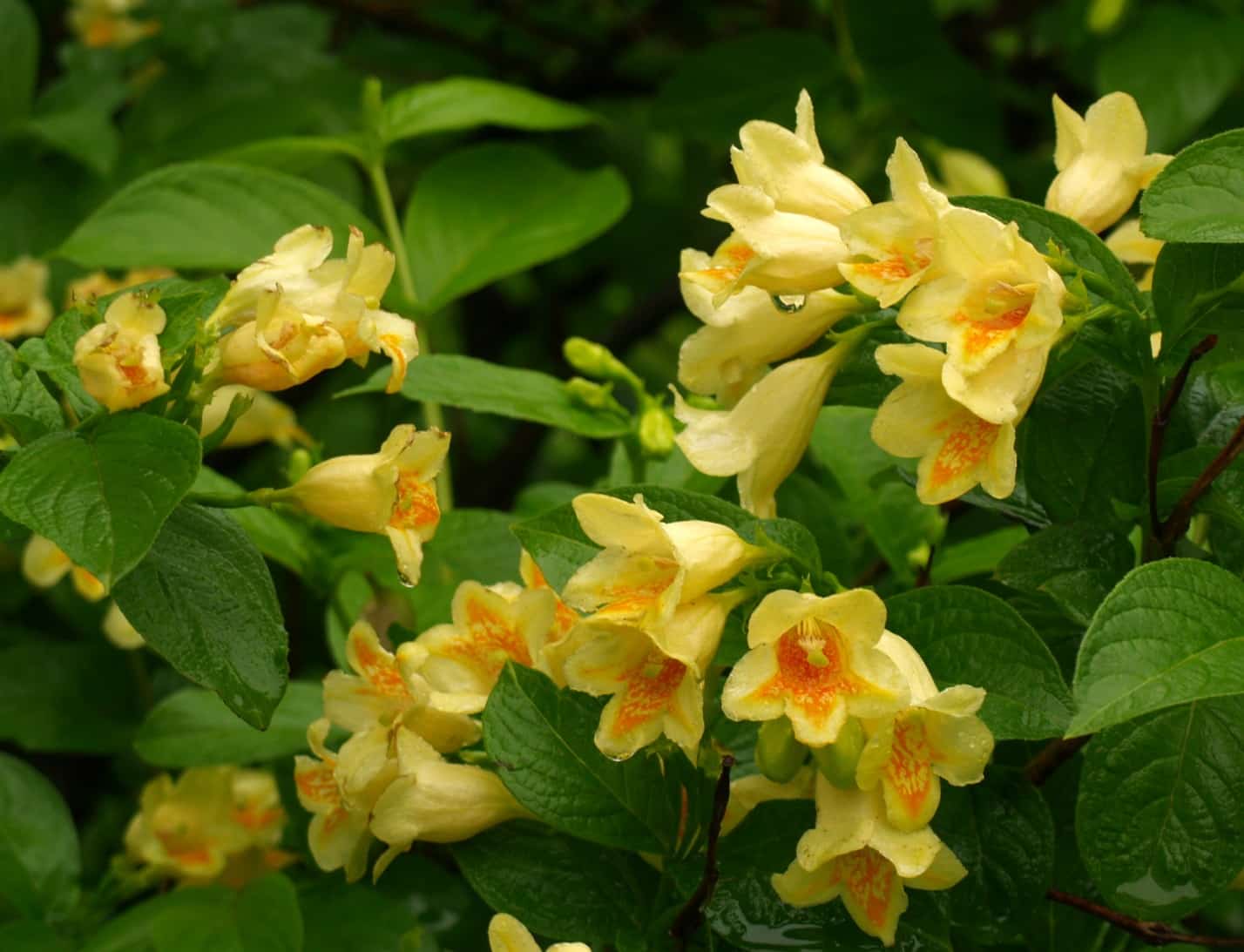 Вейгела Миддендорфа с желтыми цветами