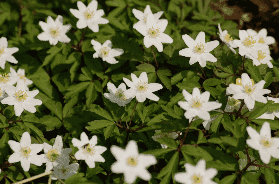 Анемона дубравная - красивое белое растение для дачи и сада