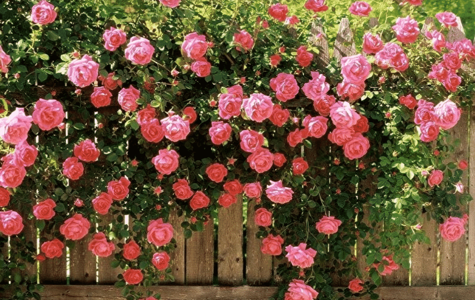 Английская роза - многолетники для дачи цветущие все лето