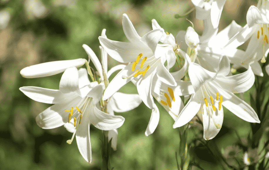 Белоснежные или Кандидум лилии белого цвета