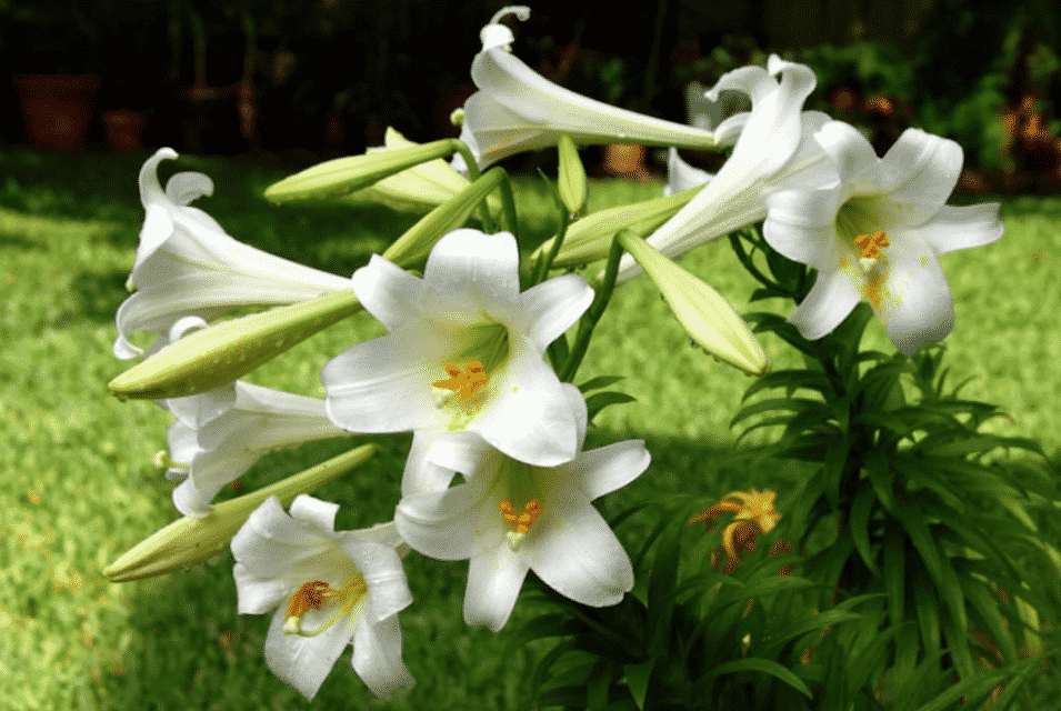 Длинноцветковые или Лонгифлорум лилии