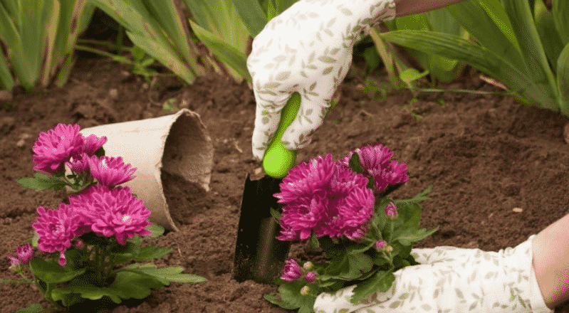 Как высаживать хризантемы в открытый грунт весной