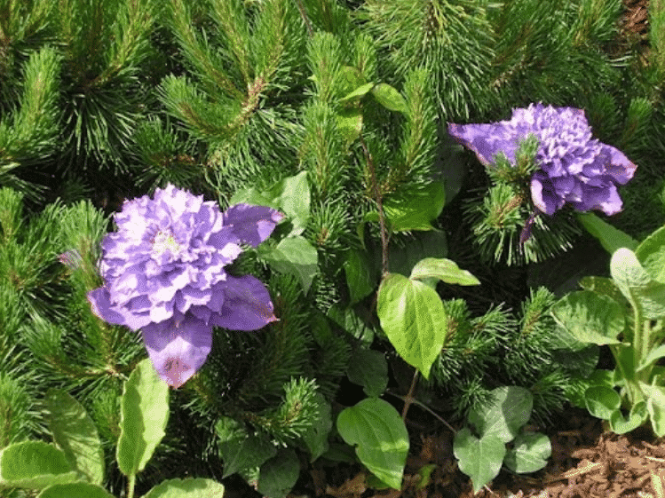 Клематис гармонирует со многими садовыми растениями