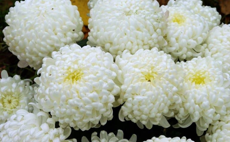 Крупноцветковые хризантемы Арнольд, как правильно посадить хризантему