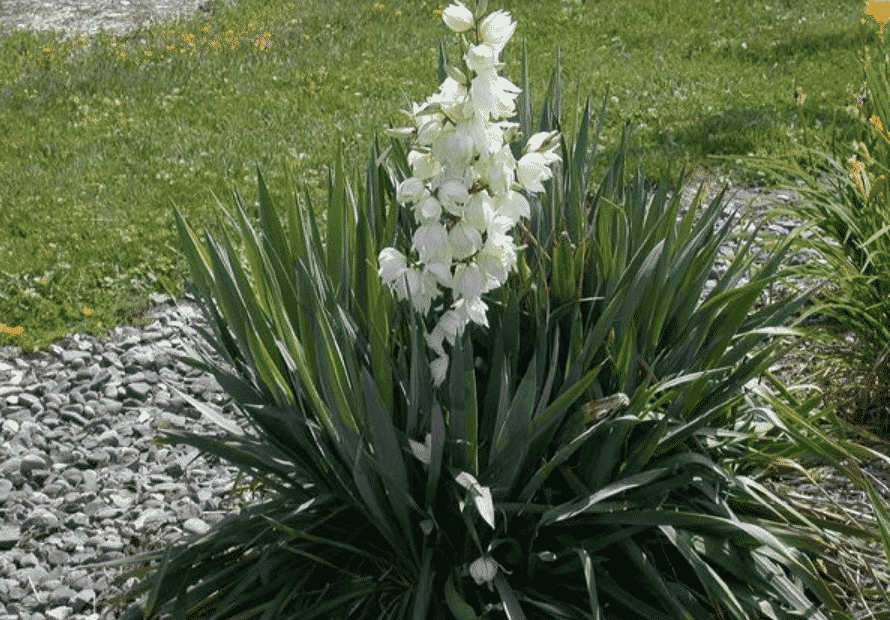 Нитчатая – одно из самых морозостойких растений в роде Юкк