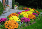 Применение садовой хризантемы в ландшафтном дизайне