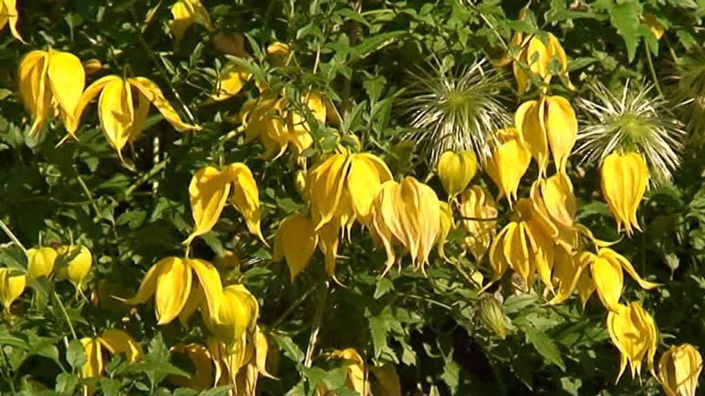 Клематис тангутский желтый - цветение в саду