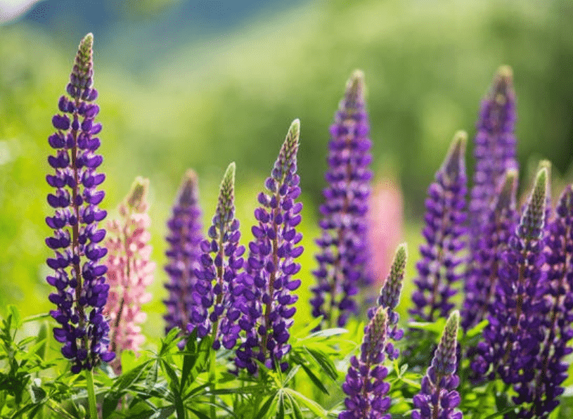 Люпины - растения для сада многолетники фото и названия